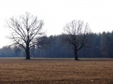 fot. Stanisławowo (Gm. Serock) - rosnące obok siebie drzewa