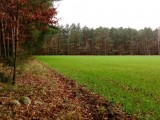 fot. Widok na las w Dębinkach - strzałka purpurowa