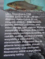 fot. Tablica informacyjna na temat ichtiofauny (Wierzbica), obok Ośrodek Rybacki 